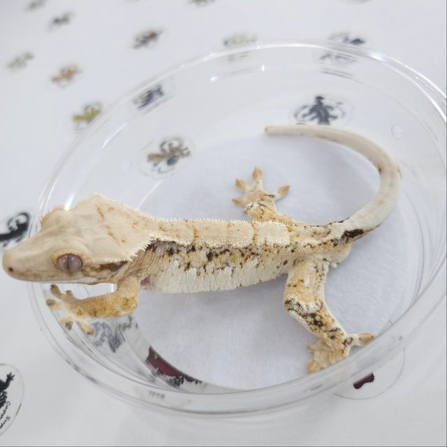 화이트스팟 트라이