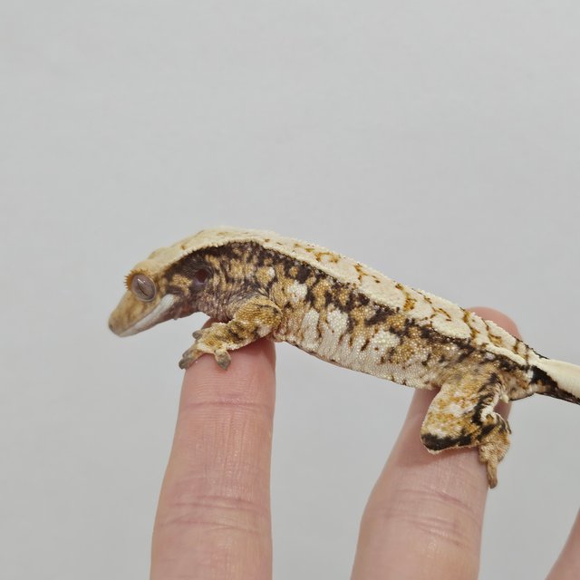 노멀 트라이 익스트림할리퀸