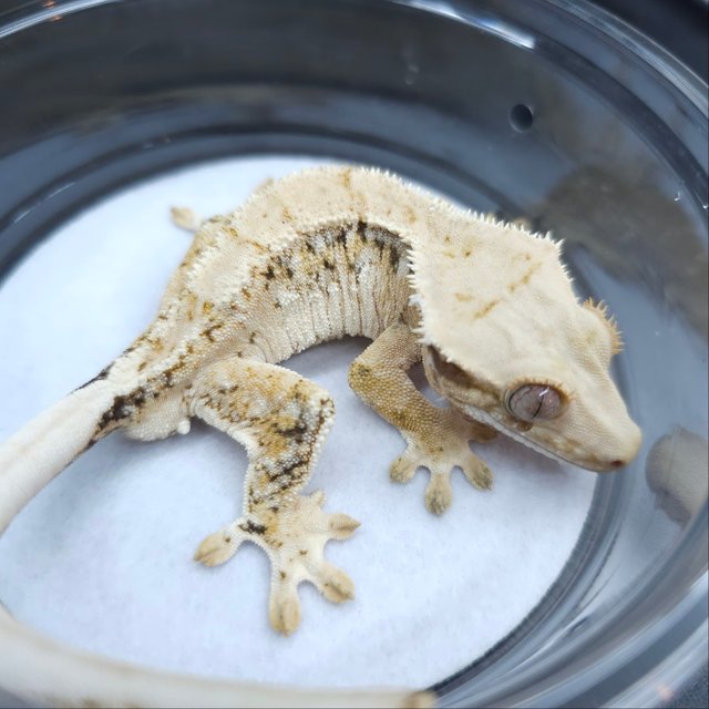 화이트스팟 트라이