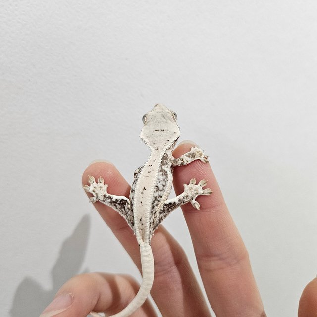 릴리화이트 화이트