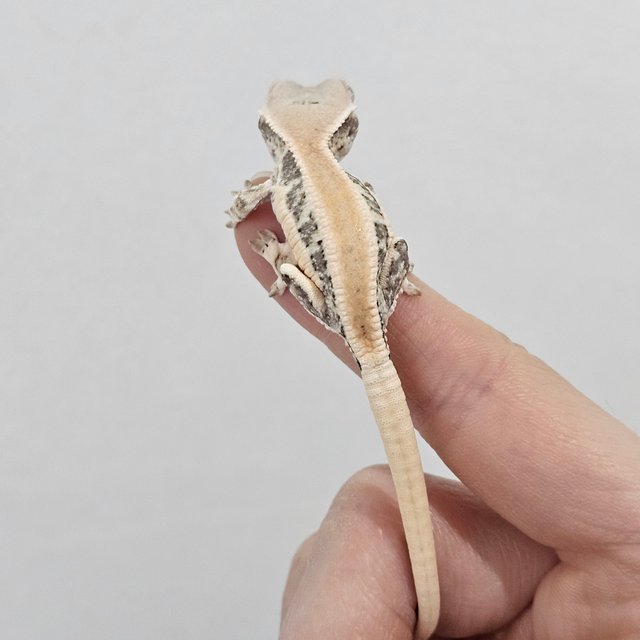 릴리화이트 솔리드백