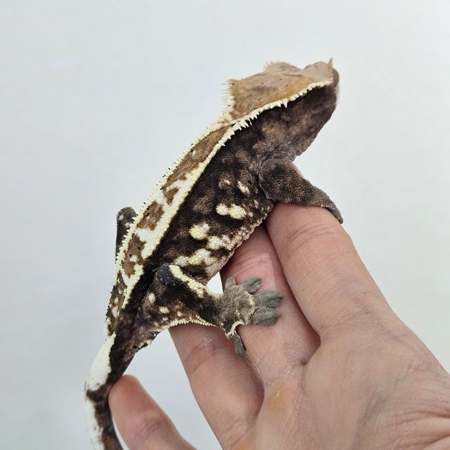 카푸치노 화이트핀