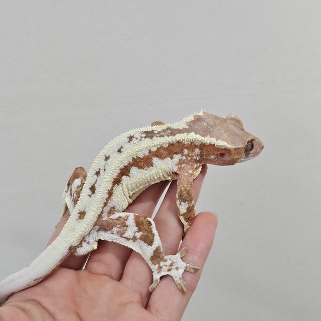 레드 프라푸치노