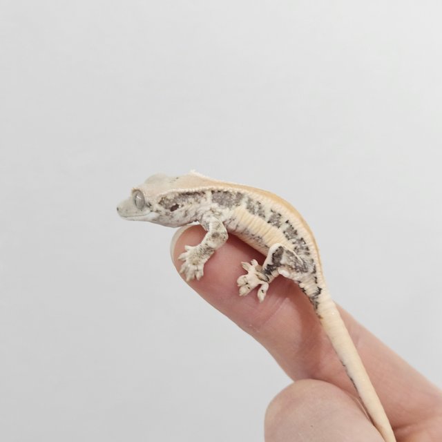 릴리화이트 솔리드백