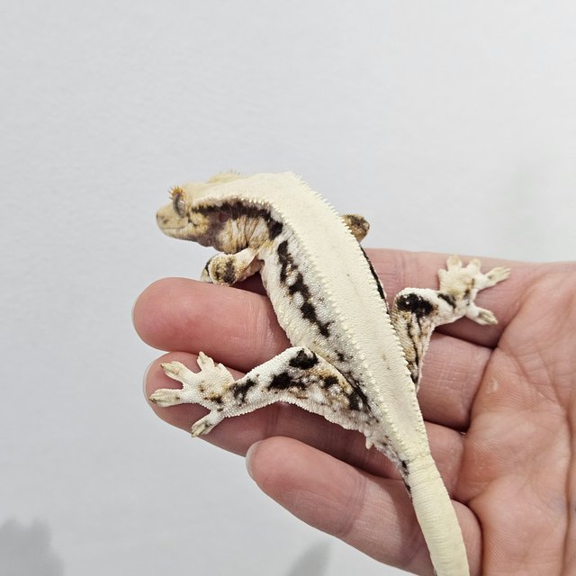 솔리드백 릴리화이트