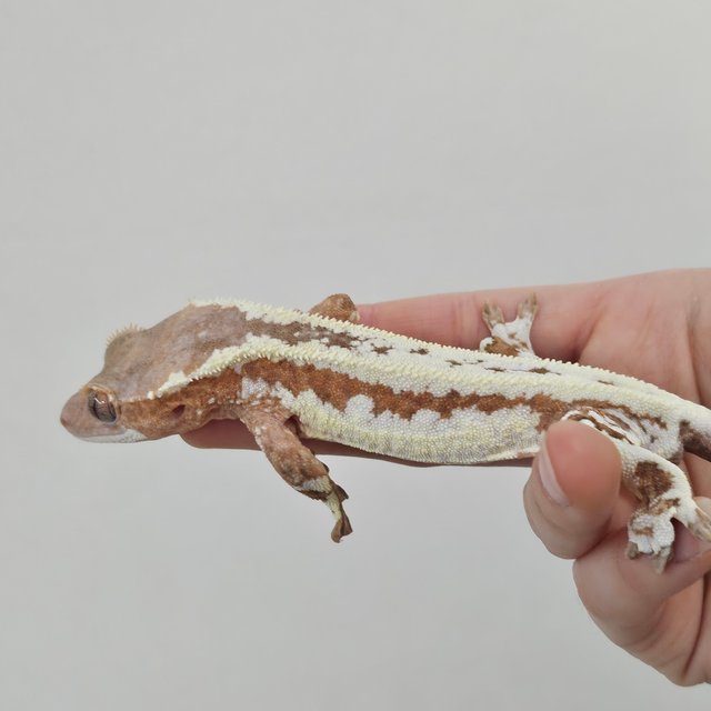 레드 프라푸치노