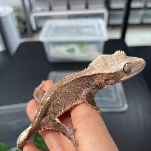 아잔틱