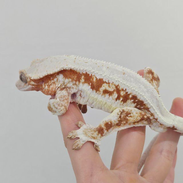 레드 릴리화이트