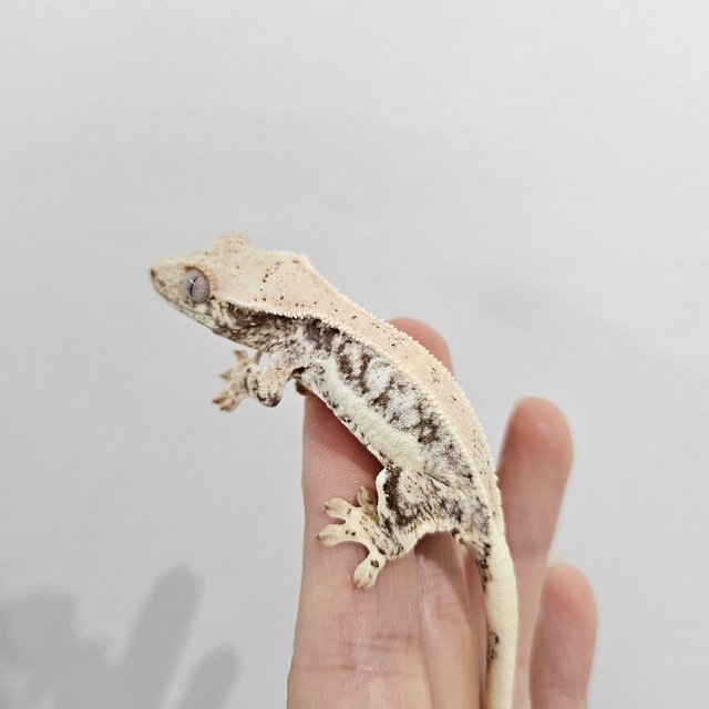 릴리화이트 화이트