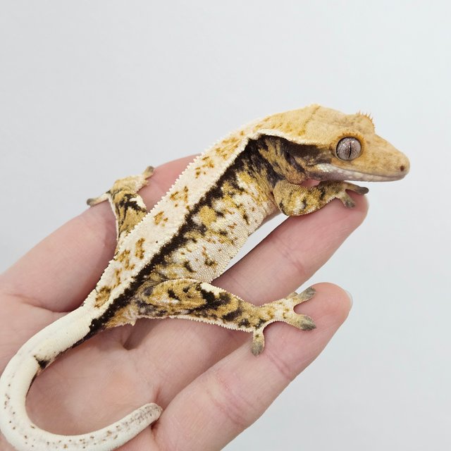 트라이 익스트림할리퀸