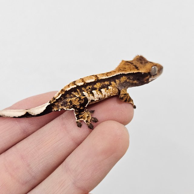 트라이 익스트림할리퀸