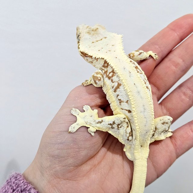 릴리화이트 크림 화이트핀