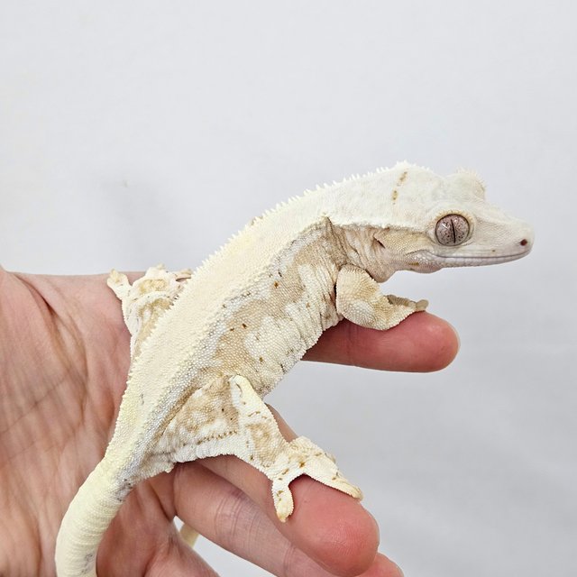 릴리화이트 크림 솔리드백