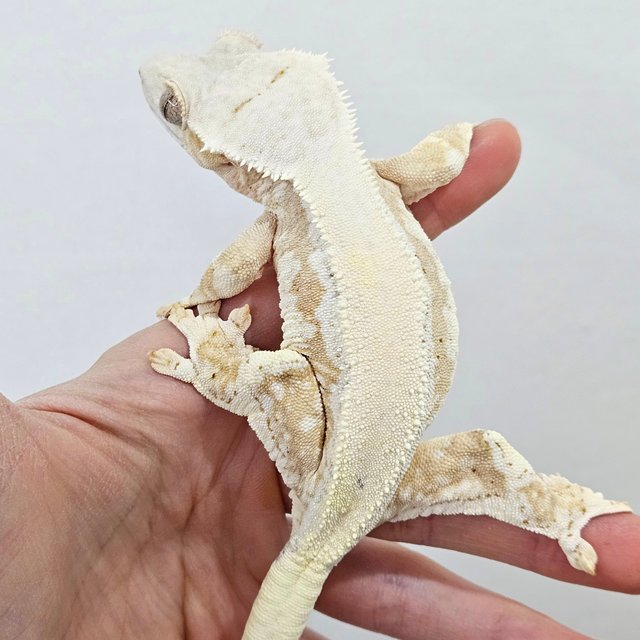 릴리화이트 크림 솔리드백