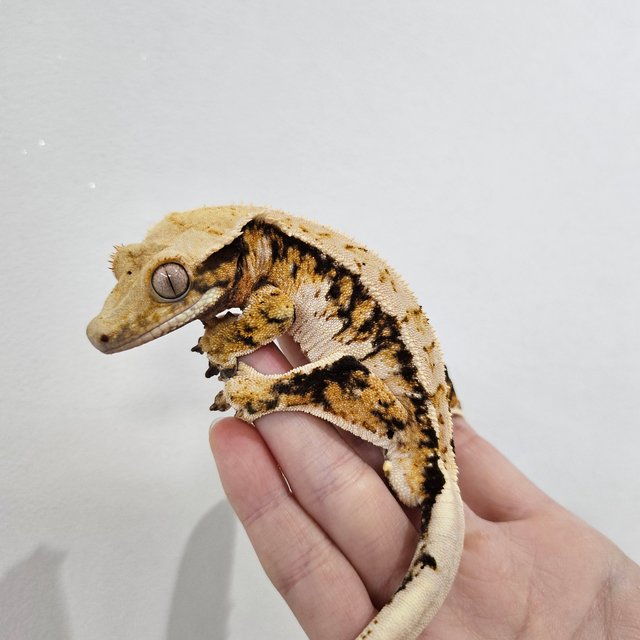 트라이 익스트림할리퀸