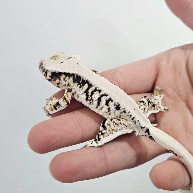 솔리드백 릴리화이트