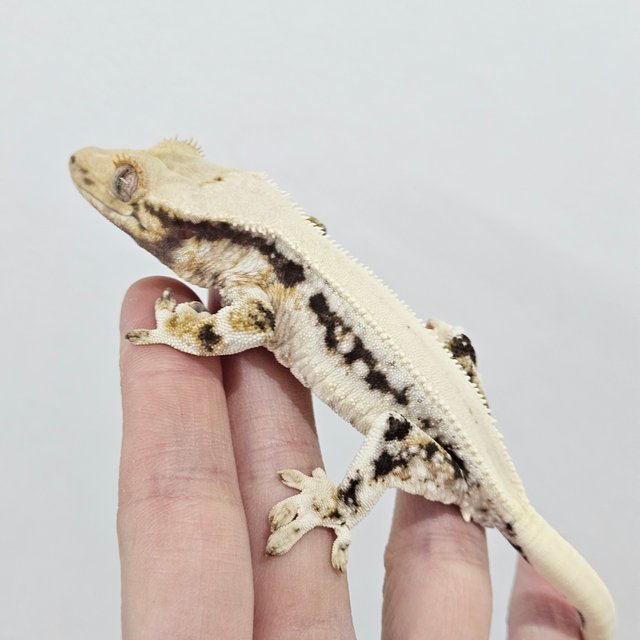 솔리드백 릴리화이트