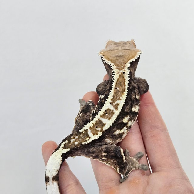 카푸치노 화이트핀