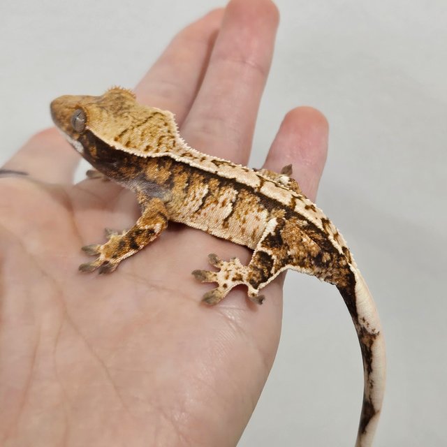 트라이 익스트림할리퀸