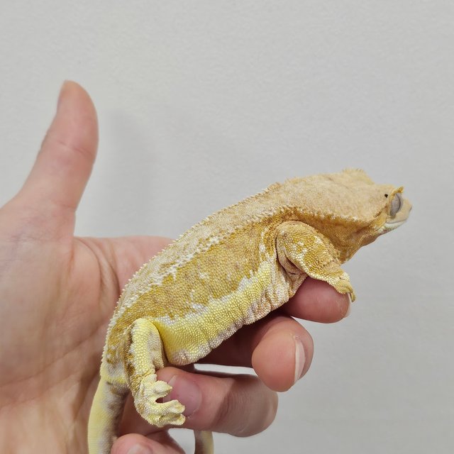 옐로우 릴리화이트