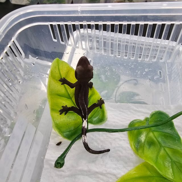 아잔틱