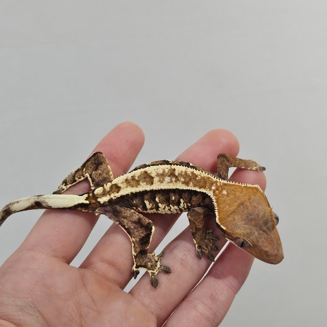 트라이 익스트림할리퀸 카푸치노