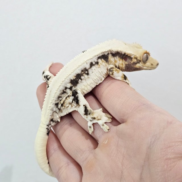 솔리드백 릴리화이트