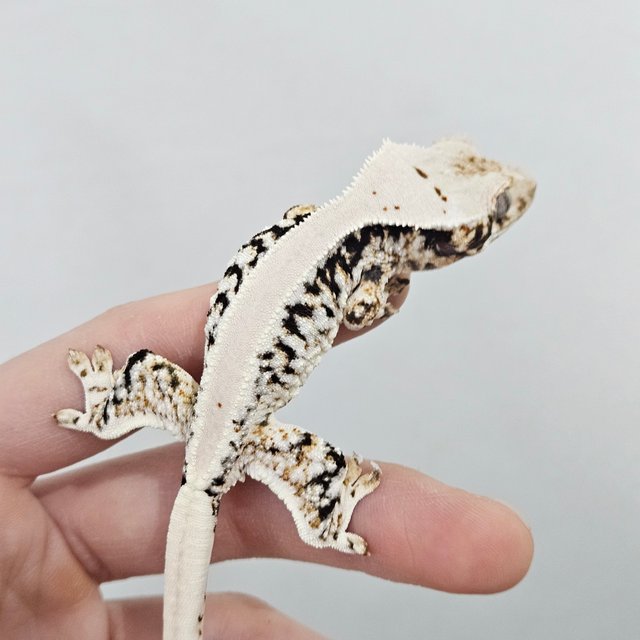 솔리드백 릴리화이트