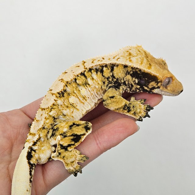 트라이 익스트림할리퀸