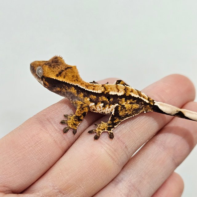 트라이 익스트림할리퀸