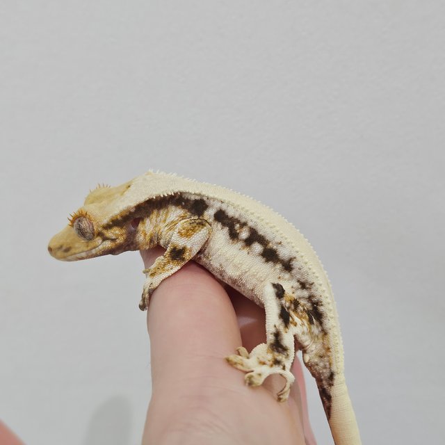 솔리드백 릴리화이트