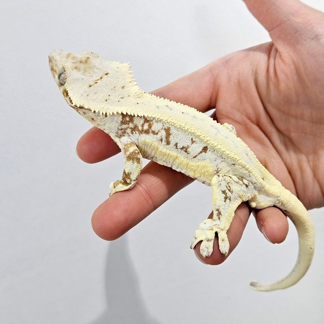 릴리화이트 크림 화이트핀