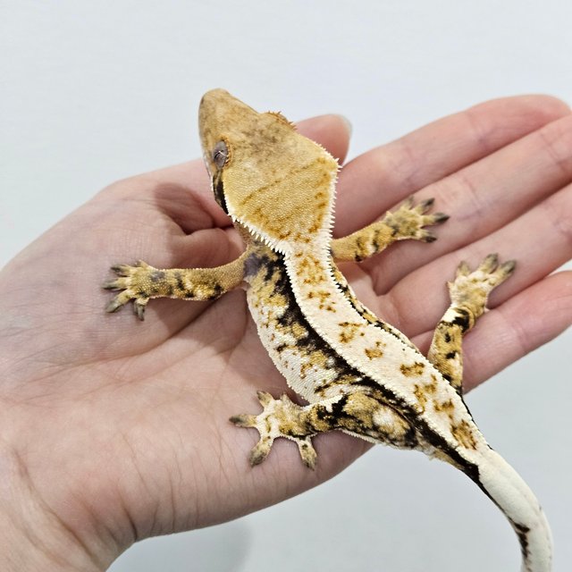 트라이 익스트림할리퀸