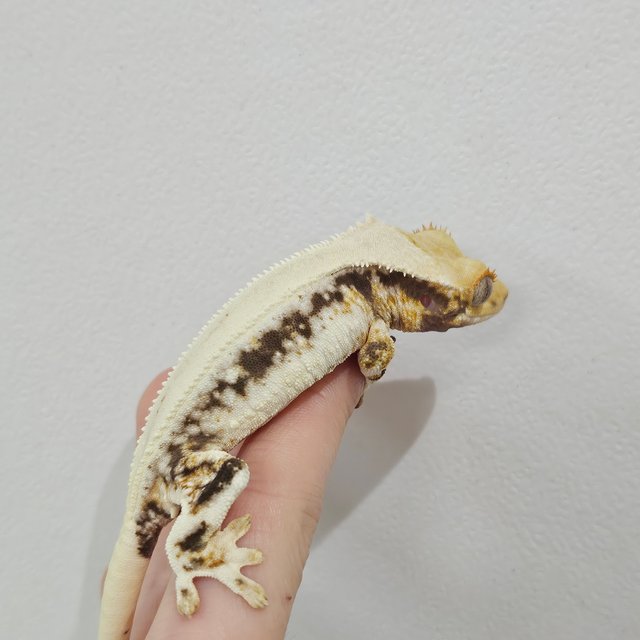 솔리드백 릴리화이트