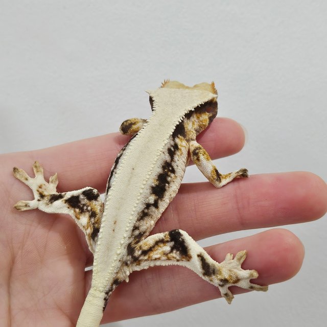 솔리드백 릴리화이트