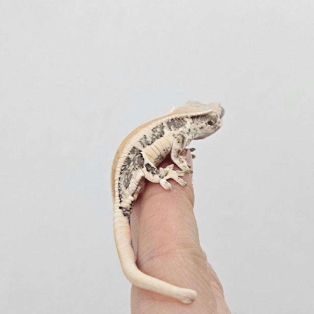 릴리화이트 솔리드백