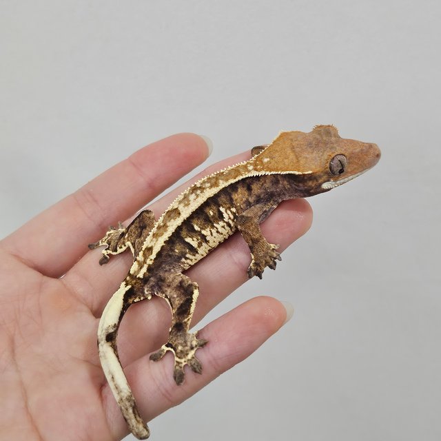 트라이 익스트림할리퀸 카푸치노