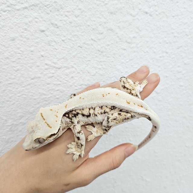 릴리화이트 화이트 솔리드백