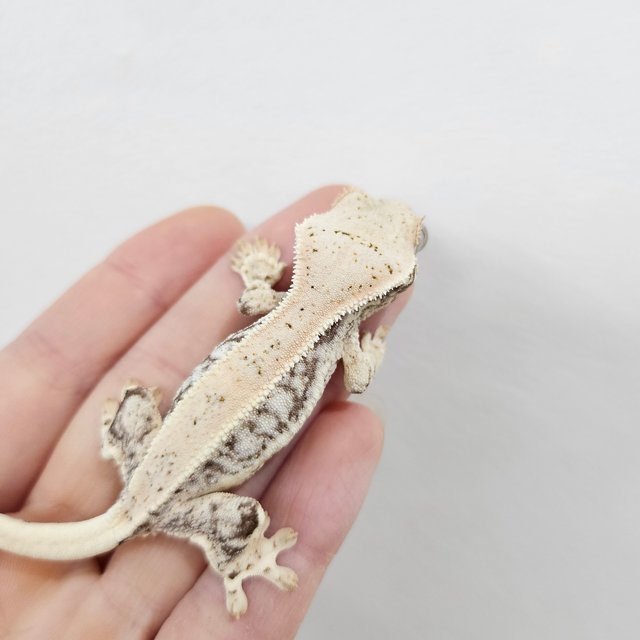 릴리화이트 화이트