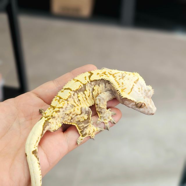 익스트림할리퀸