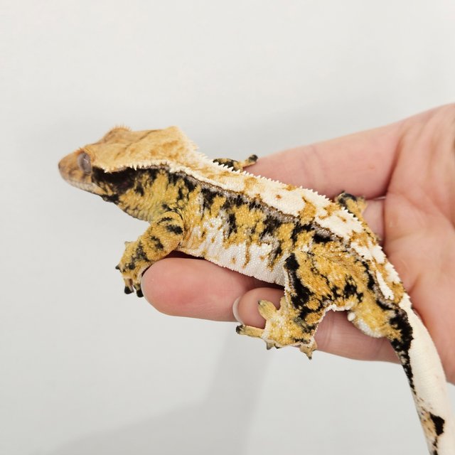 텐저린 트라이 익스트림할리퀸 노멀