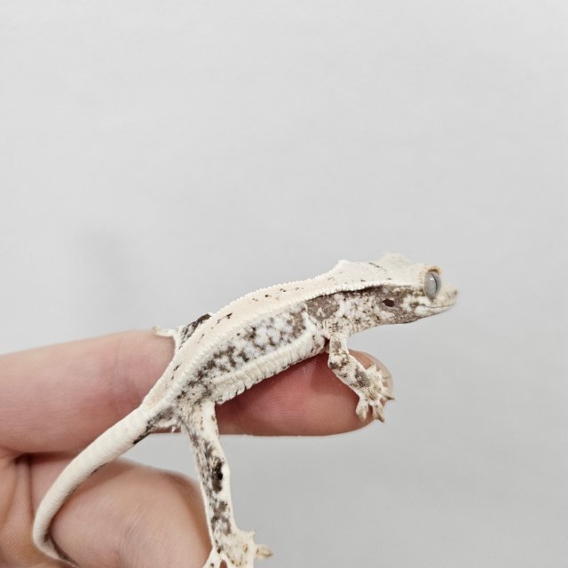 릴리화이트 화이트