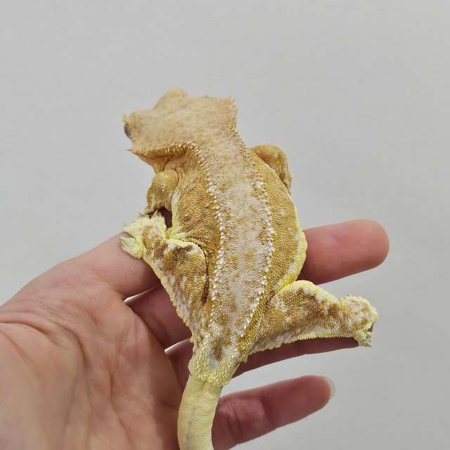 옐로우 릴리화이트