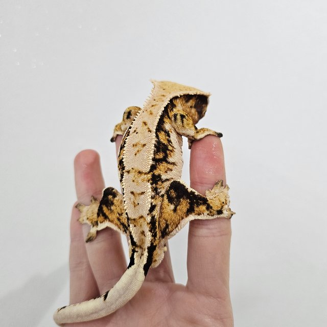 트라이 익스트림할리퀸