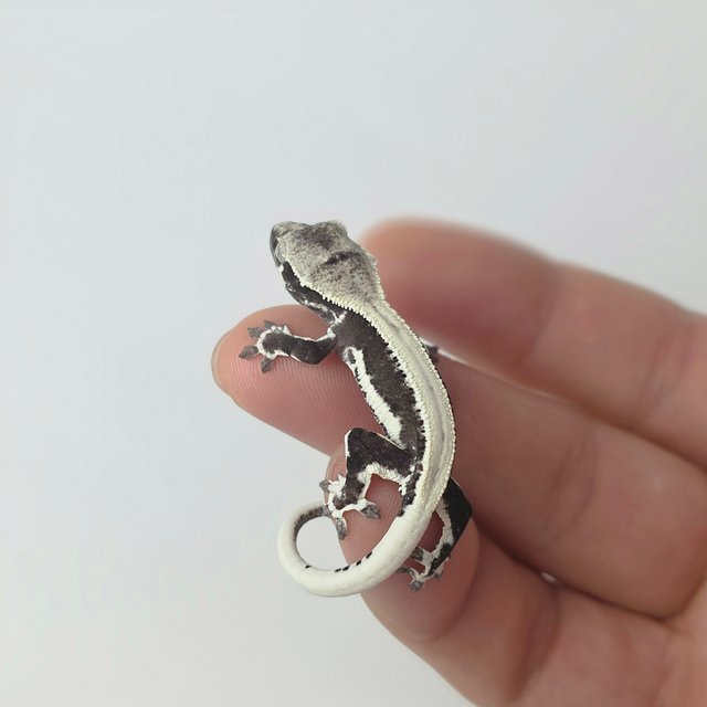 릴잔틱 드리피 솔리드백