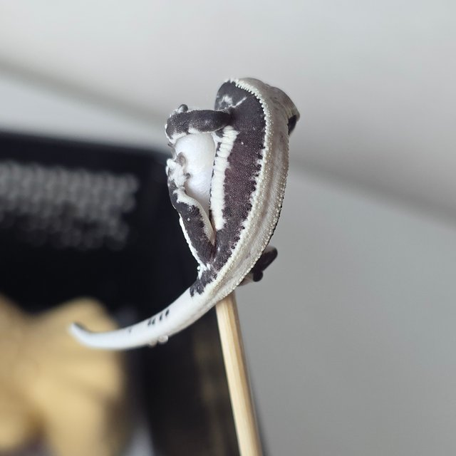 릴잔틱 드리피 솔리드백