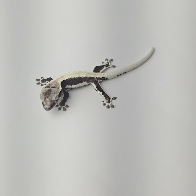 릴잔틱 드리피 솔리드백