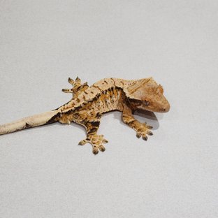 트라이 드리피 화이트스팟