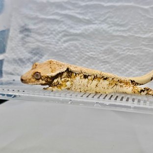 트라이 드리피 익스트림할리퀸 화이트스팟 화이트포트홀