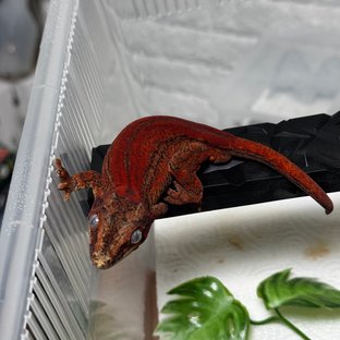 레드 스트라이프